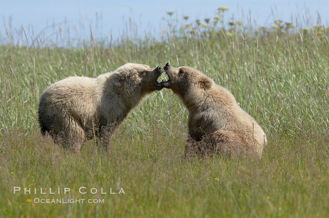 Brown bear cubs at play. Lake Clark National Park, Alaska, USA, Ursus arctos, natural history stock photograph, photo id 19214