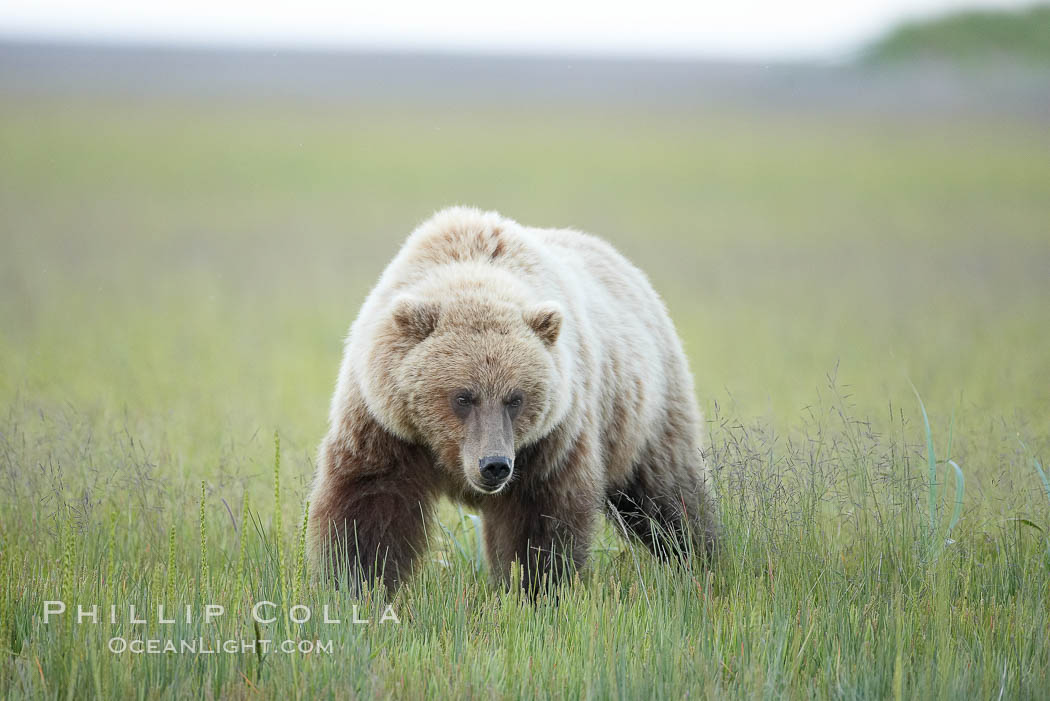 Coastal brown bear in sedge grass meadow. Lake Clark National Park, Alaska, USA, Ursus arctos, natural history stock photograph, photo id 19234