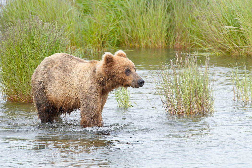 Brown bear walks through the marsh that edges Brooks River. Katmai National Park, Alaska, USA, Ursus arctos, natural history stock photograph, photo id 17120