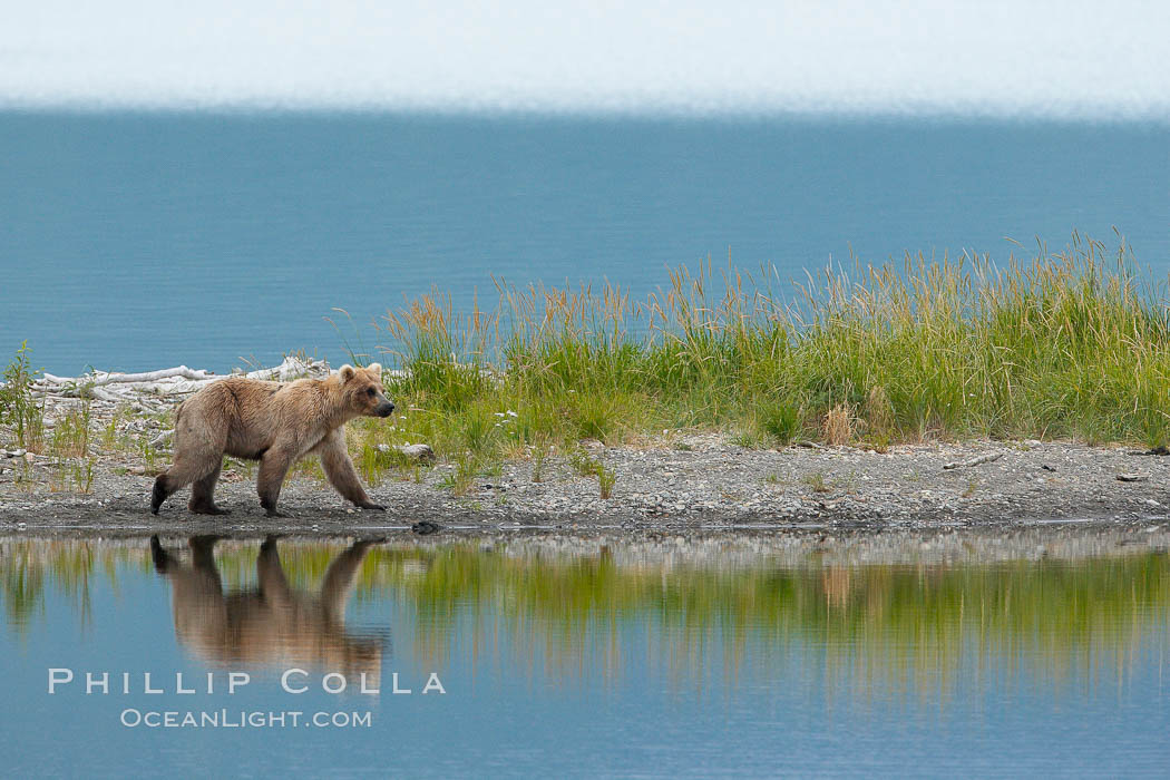 Brown bear reflected in the Brooks River at the edge of Brooks Lake. Katmai National Park, Alaska, USA, Ursus arctos, natural history stock photograph, photo id 17124