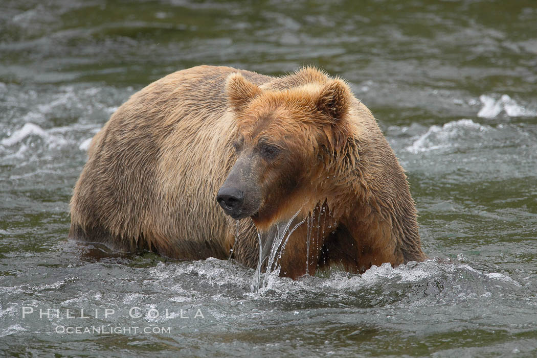 Brown bear (grizzly bear). Brooks River, Katmai National Park, Alaska, USA, Ursus arctos, natural history stock photograph, photo id 17136