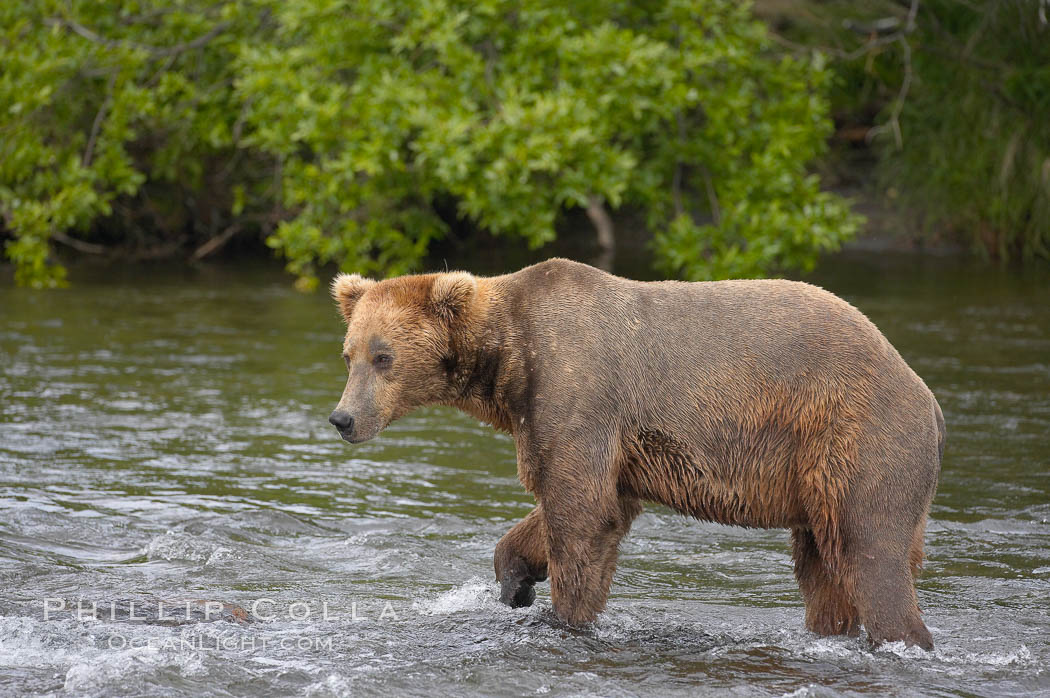 Brown bear (grizzly bear). Brooks River, Katmai National Park, Alaska, USA, Ursus arctos, natural history stock photograph, photo id 17140