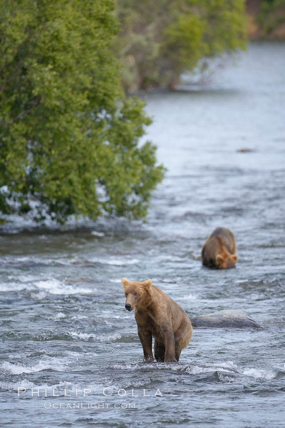 Brown bear (grizzly bear). Brooks River, Katmai National Park, Alaska, USA, Ursus arctos, natural history stock photograph, photo id 17144