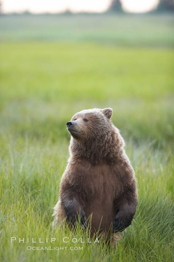 Young brown bear stands in tall sedge grass to get a better view of other approaching bears. Lake Clark National Park, Alaska, USA, Ursus arctos, natural history stock photograph, photo id 19212