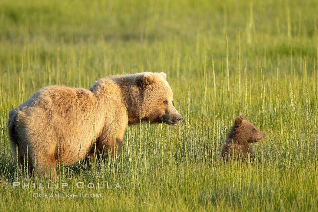 Brown bear sow (female) and her cub, born earlier this year in spring.  The cub is completely dependent on her for survival.  She will nurture it for almost two years. Lake Clark National Park, Alaska, USA, Ursus arctos, natural history stock photograph, photo id 19236