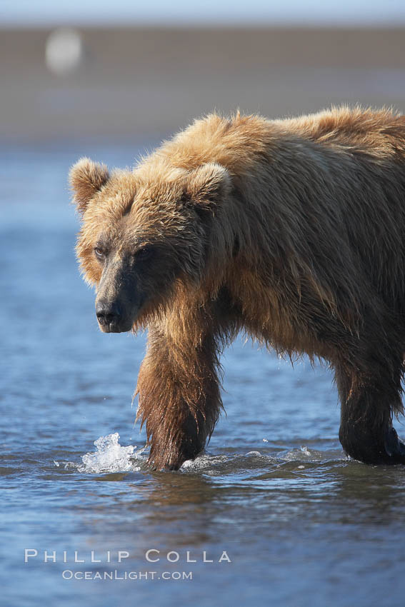 Coastal brown bear forages for salmon returning from the ocean to Silver Salmon Creek.  Grizzly bear. Lake Clark National Park, Alaska, USA, Ursus arctos, natural history stock photograph, photo id 19240