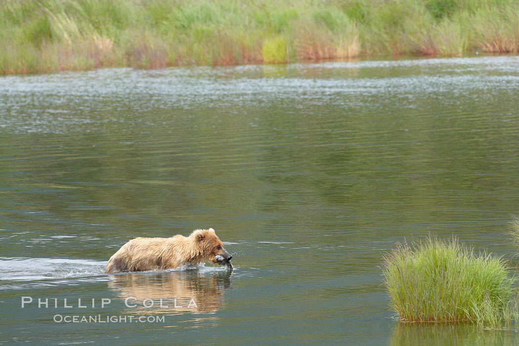 Brown bear walks through the marsh that edges Brooks River. Katmai National Park, Alaska, USA, Ursus arctos, natural history stock photograph, photo id 17123