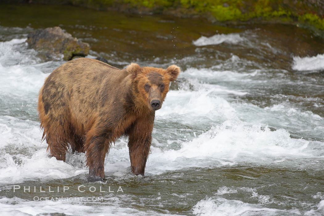 Brown bear (grizzly bear). Brooks River, Katmai National Park, Alaska, USA, Ursus arctos, natural history stock photograph, photo id 17139