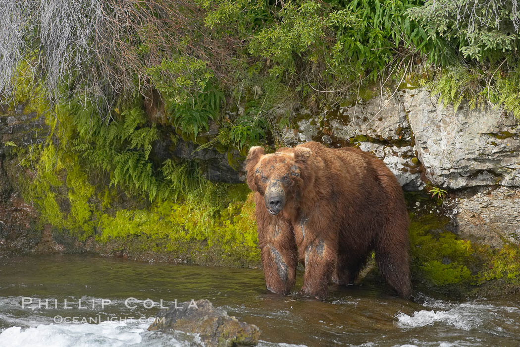 Brown bear (grizzly bear). Brooks River, Katmai National Park, Alaska, USA, Ursus arctos, natural history stock photograph, photo id 17147