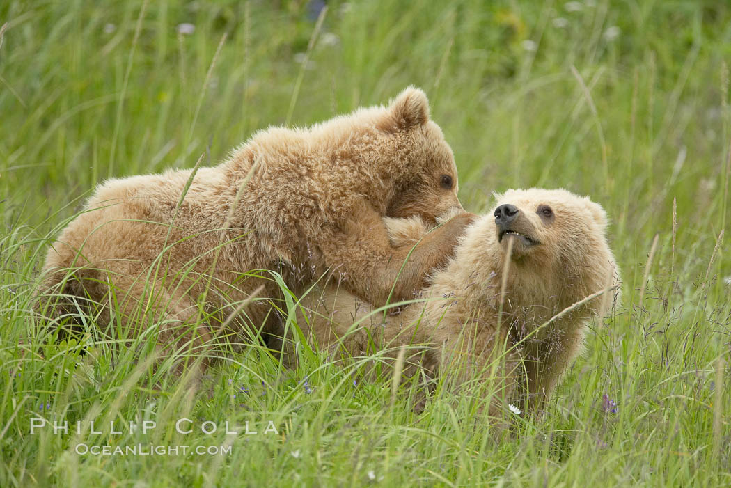 Coastal brown bear cubs playing in tall sedge grass. Lake Clark National Park, Alaska, USA, Ursus arctos, natural history stock photograph, photo id 19227