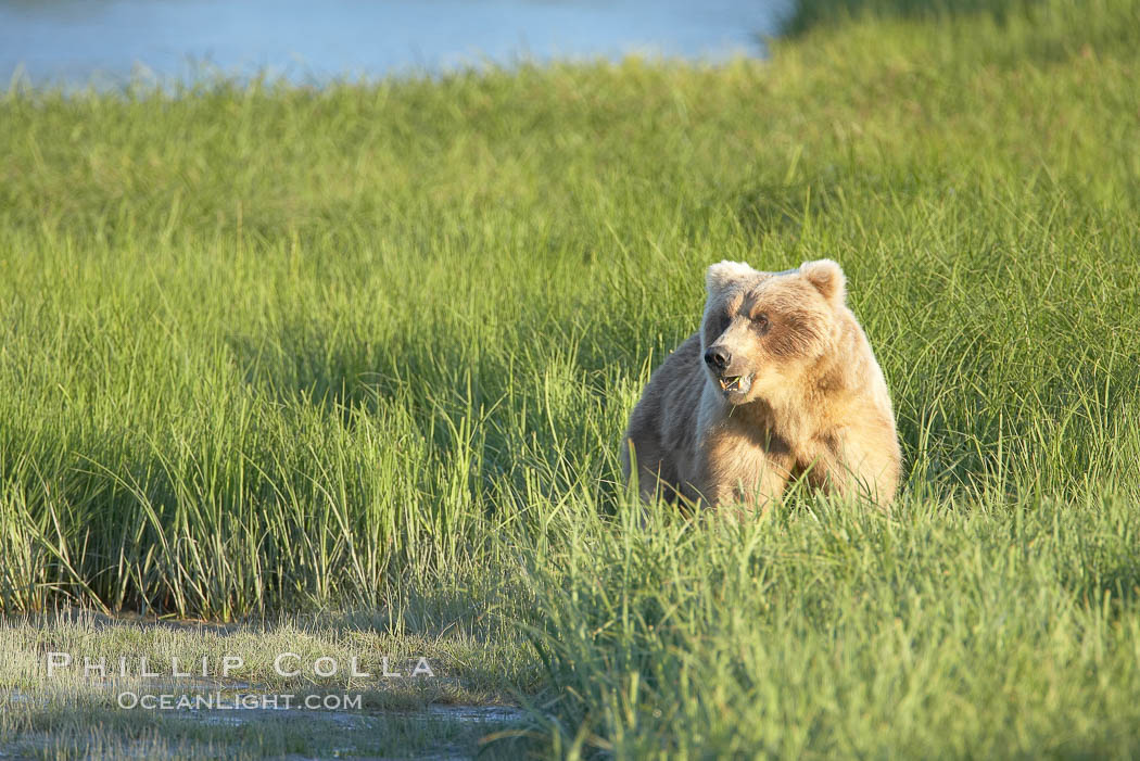 Coastal brown bear in meadow.  The tall sedge grasses in this coastal meadow are a food source for brown bears, who may eat 30 lbs of it each day during summer while waiting for their preferred food, salmon, to arrive in the nearby rivers. Lake Clark National Park, Alaska, USA, Ursus arctos, natural history stock photograph, photo id 19235