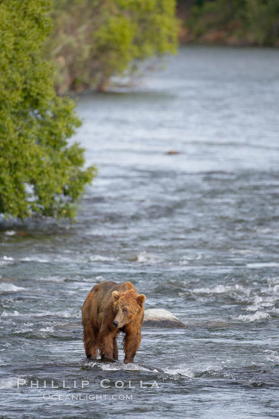 Brown bear (grizzly bear). Brooks River, Katmai National Park, Alaska, USA, Ursus arctos, natural history stock photograph, photo id 17137