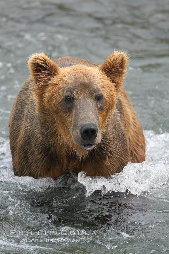 Brown bear (grizzly bear). Brooks River, Katmai National Park, Alaska, USA, Ursus arctos, natural history stock photograph, photo id 17141