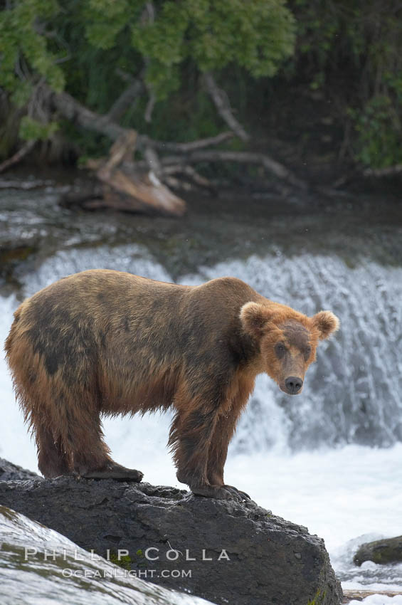 Brown bear (grizzly bear). Brooks River, Katmai National Park, Alaska, USA, Ursus arctos, natural history stock photograph, photo id 17149