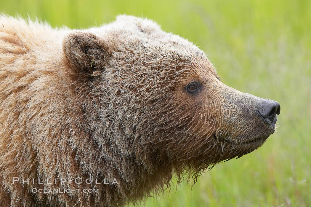 Brown bear head profile. Lake Clark National Park, Alaska, USA, Ursus arctos, natural history stock photograph, photo id 19213
