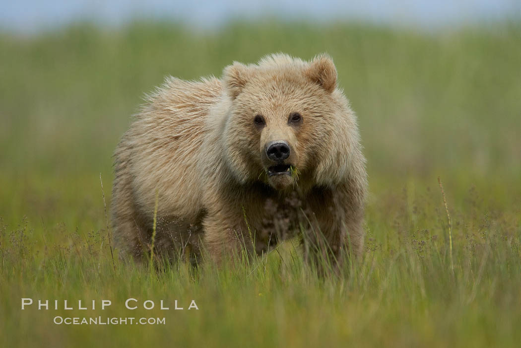 Coastal brown bear in sedge grass meadow. Lake Clark National Park, Alaska, USA, Ursus arctos, natural history stock photograph, photo id 19225