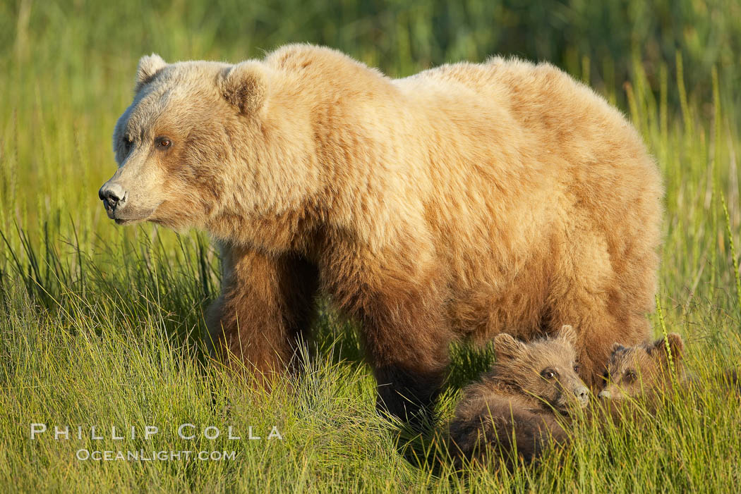 Brown bear female mother sow is on alert for the approach of other bears which may pose a threat to her three small spring cubs. Lake Clark National Park, Alaska, USA, Ursus arctos, natural history stock photograph, photo id 19233