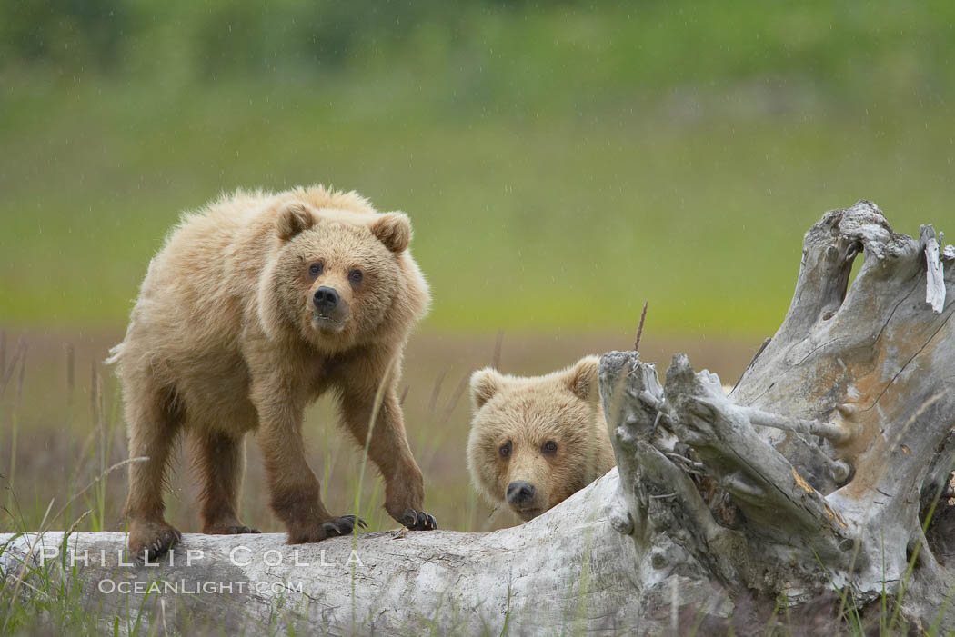 Brown bear cubs.  These cubs are one and a half years old and have yet to leave their mother.  They will be on their own and have to fend for themselves next summer. Lake Clark National Park, Alaska, USA, Ursus arctos, natural history stock photograph, photo id 19150