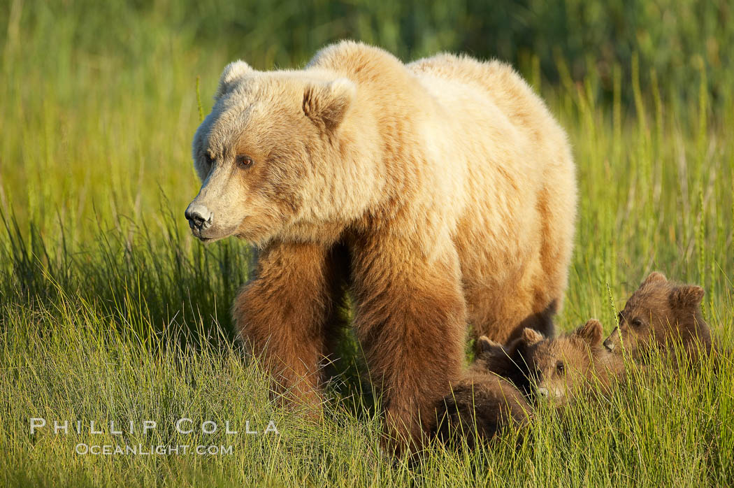 Brown bear female sow in sedge meadow, with her three spring cubs hidden by the deep grass next to her.  These cubs were born earlier in the spring and will remain with their mother for almost two years, relying on her completely for their survival. Lake Clark National Park, Alaska, USA, Ursus arctos, natural history stock photograph, photo id 19154