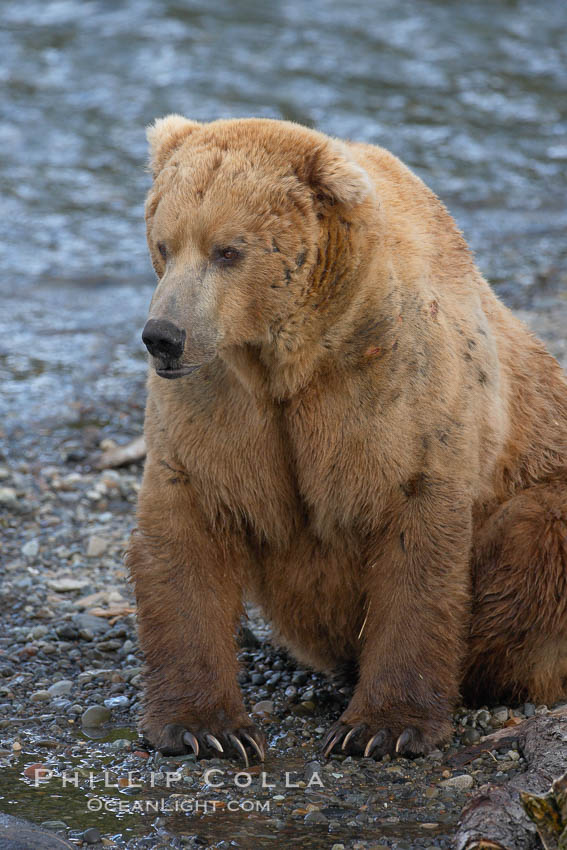 A large, old brown bear (grizzly bear) wades across Brooks River. Coastal and near-coastal brown bears in Alaska can live to 25 years of age, weigh up to 1400 lbs and stand over 9 feet tall. Katmai National Park, USA, Ursus arctos, natural history stock photograph, photo id 17168