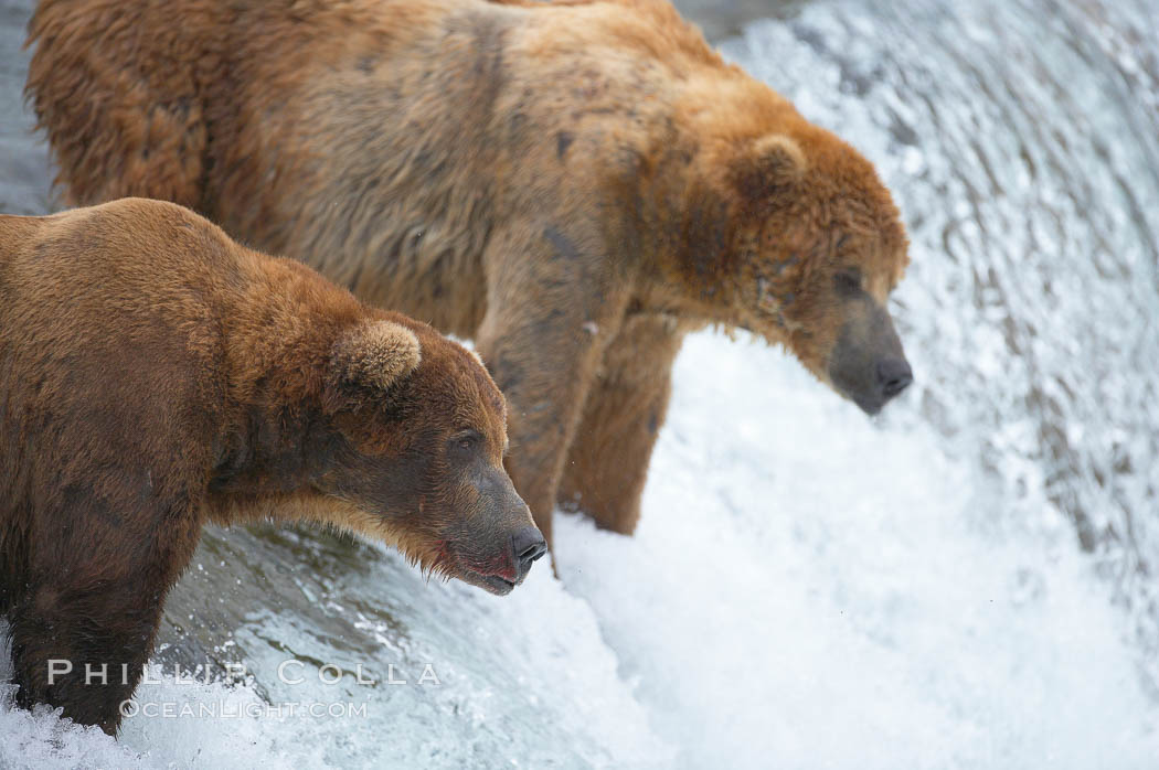 A large, old brown bear (grizzly bear) wades across Brooks River. Coastal and near-coastal brown bears in Alaska can live to 25 years of age, weigh up to 1400 lbs and stand over 9 feet tall. Katmai National Park, USA, Ursus arctos, natural history stock photograph, photo id 17192