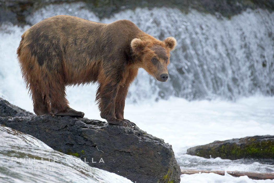 Brown bear (grizzly bear). Brooks River, Katmai National Park, Alaska, USA, Ursus arctos, natural history stock photograph, photo id 17151