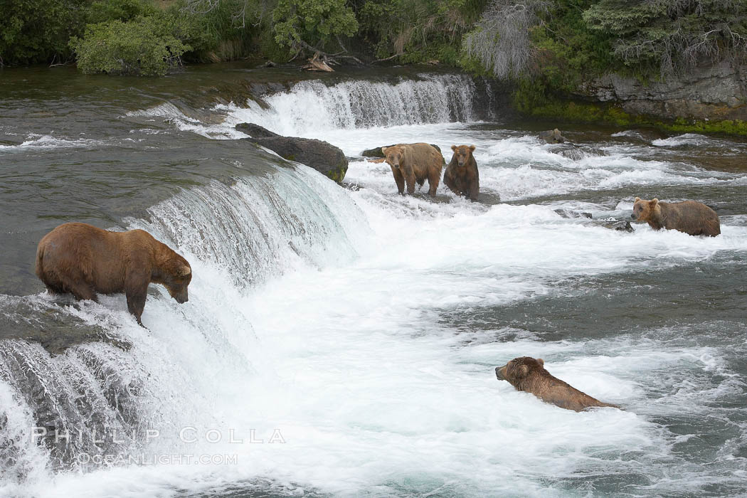 Brown bear (grizzly bear). Brooks River, Katmai National Park, Alaska, USA, Ursus arctos, natural history stock photograph, photo id 17159