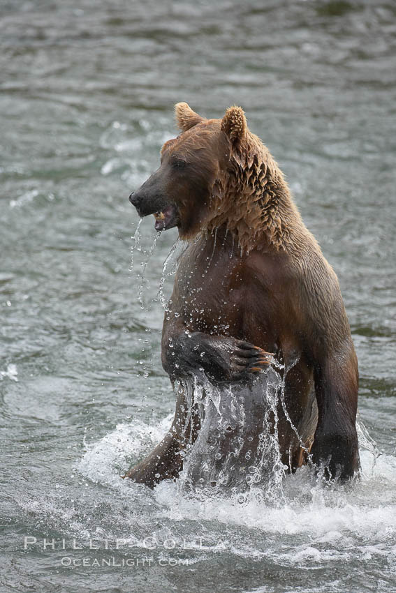 Brown bear (grizzly bear). Brooks River, Katmai National Park, Alaska, USA, Ursus arctos, natural history stock photograph, photo id 17183