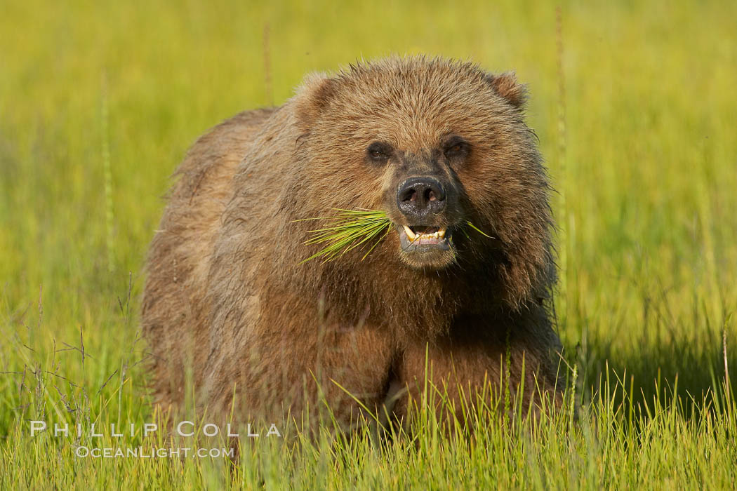 Young brown bear grazes in tall sedge grass.  Brown bears can consume 30 lbs of sedge grass daily, waiting weeks until spawning salmon fill the rivers. Lake Clark National Park, Alaska, USA, Ursus arctos, natural history stock photograph, photo id 19147