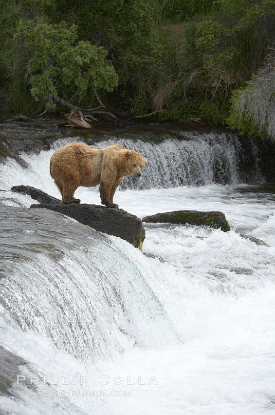 Brown bear (grizzly bear). Brooks River, Katmai National Park, Alaska, USA, Ursus arctos, natural history stock photograph, photo id 17333