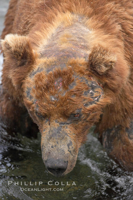 Brown bear bearing scars and wounds about its head from past fighting with other bears to establish territory and fishing rights. Brooks River. Katmai National Park, Alaska, USA, Ursus arctos, natural history stock photograph, photo id 17130