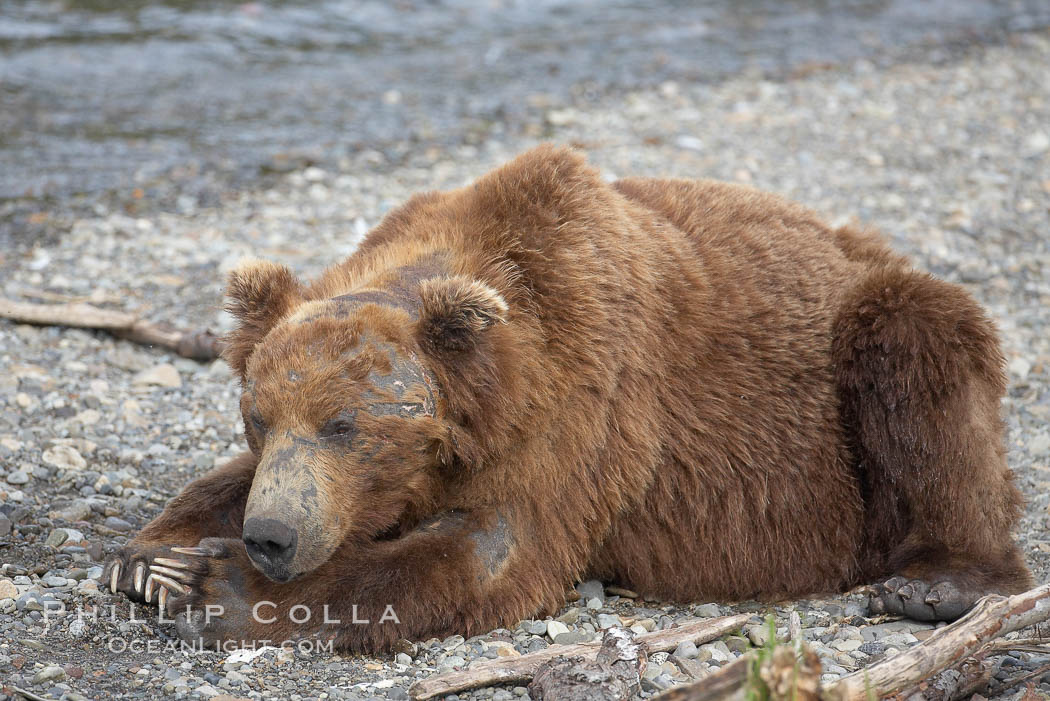 Brown bear bearing scars and wounds about its head from past fighting with other bears to establish territory and fishing rights. Brooks River. Katmai National Park, Alaska, USA, Ursus arctos, natural history stock photograph, photo id 17334