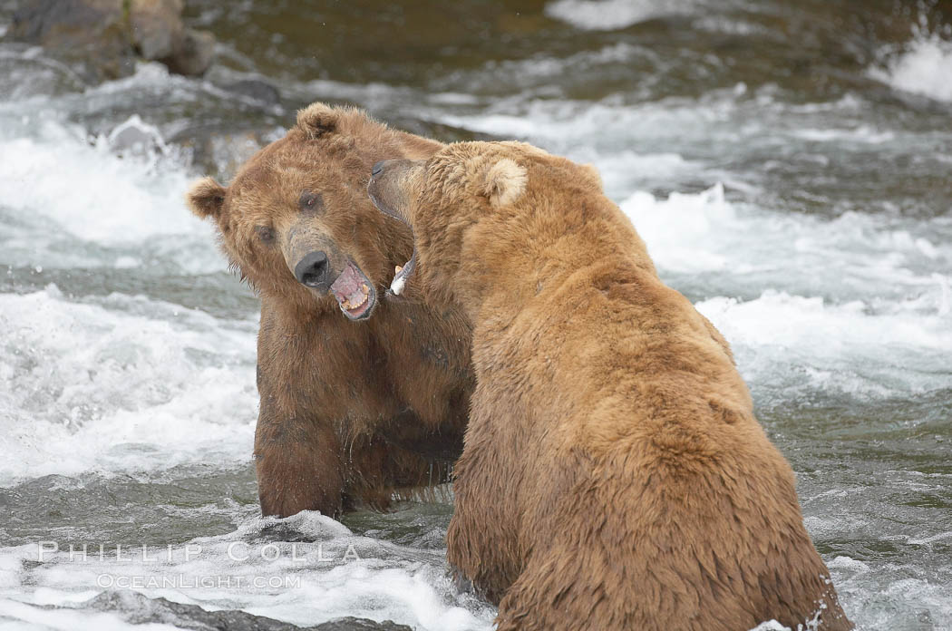 Two mature brown bears fight to establish hierarchy and fishing rights. Brooks River, Katmai National Park, Alaska, USA, Ursus arctos, natural history stock photograph, photo id 17304