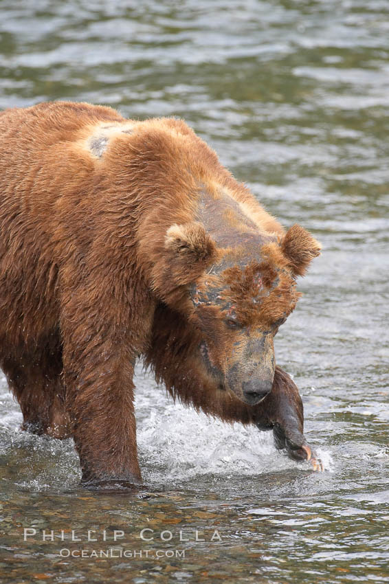 Brown bear bearing scars and wounds about its head from past fighting with other bears to establish territory and fishing rights. Brooks River. Katmai National Park, Alaska, USA, Ursus arctos, natural history stock photograph, photo id 17336