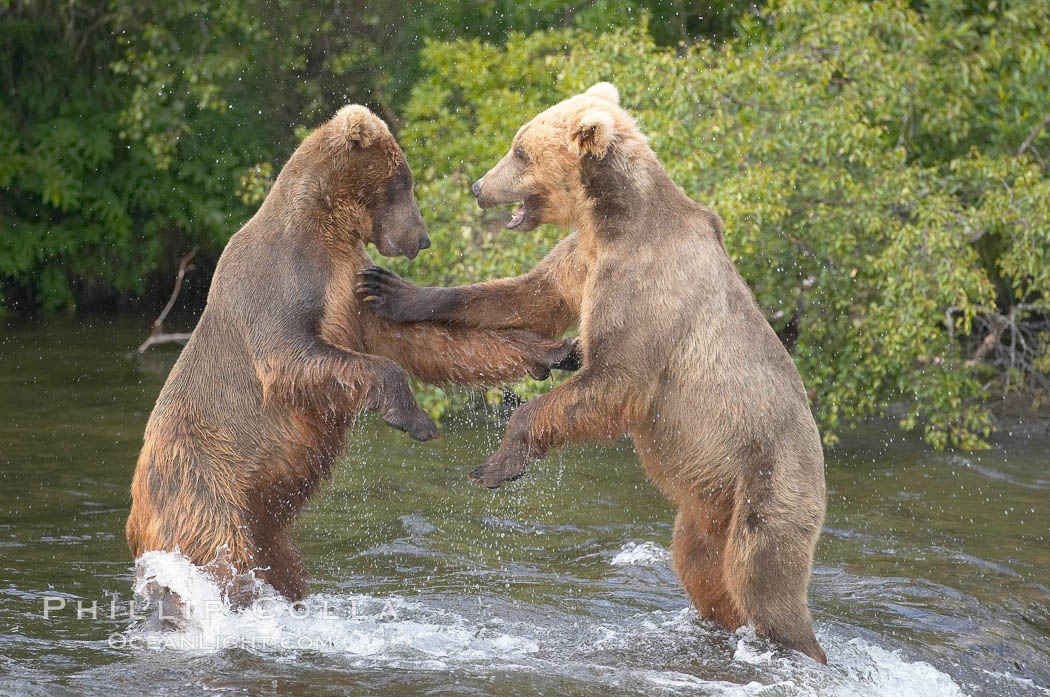Two young brown bears mock fighting. Brooks River, Katmai National Park, Alaska, USA, Ursus arctos, natural history stock photograph, photo id 17035