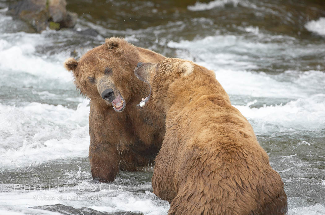 Two mature brown bears fight to establish hierarchy and fishing rights. Brooks River, Katmai National Park, Alaska, USA, Ursus arctos, natural history stock photograph, photo id 17037