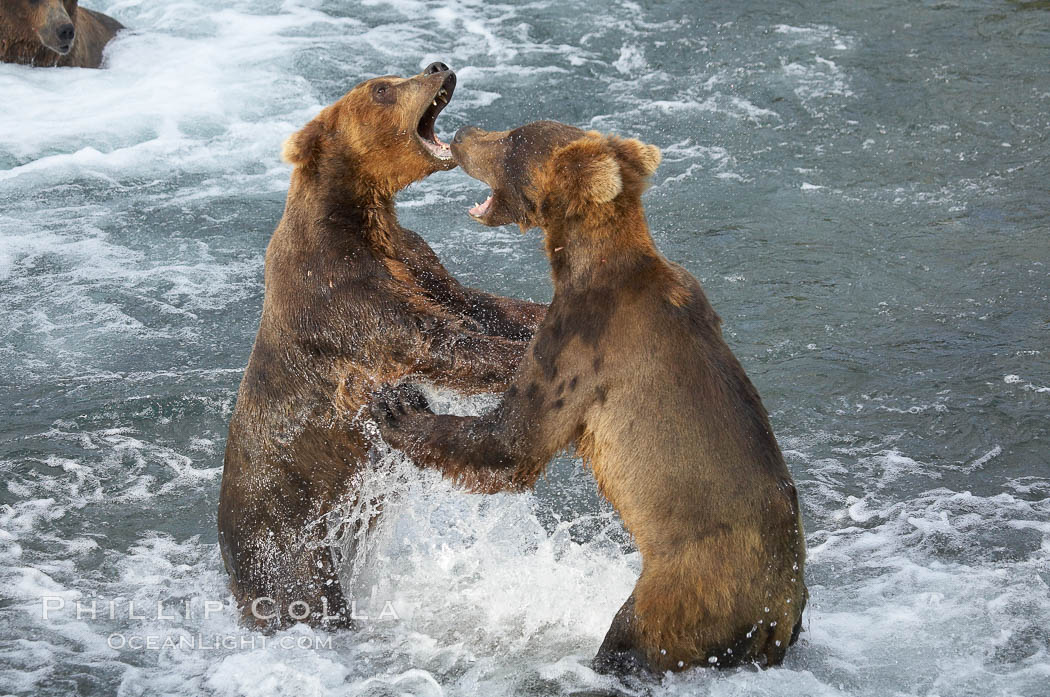 Two young brown bears mock fighting. Brooks River, Katmai National Park, Alaska, USA, Ursus arctos, natural history stock photograph, photo id 17113
