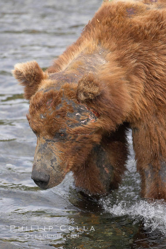 Brown bear bearing scars and wounds about its head from past fighting with other bears to establish territory and fishing rights. Brooks River. Katmai National Park, Alaska, USA, Ursus arctos, natural history stock photograph, photo id 17129