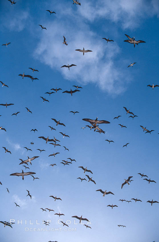 Brown boobies in flight at Rose Atoll. which hosts large numbers of seabirds on the small island. Rose Atoll National Wildlife Sanctuary, American Samoa, USA, natural history stock photograph, photo id 00906