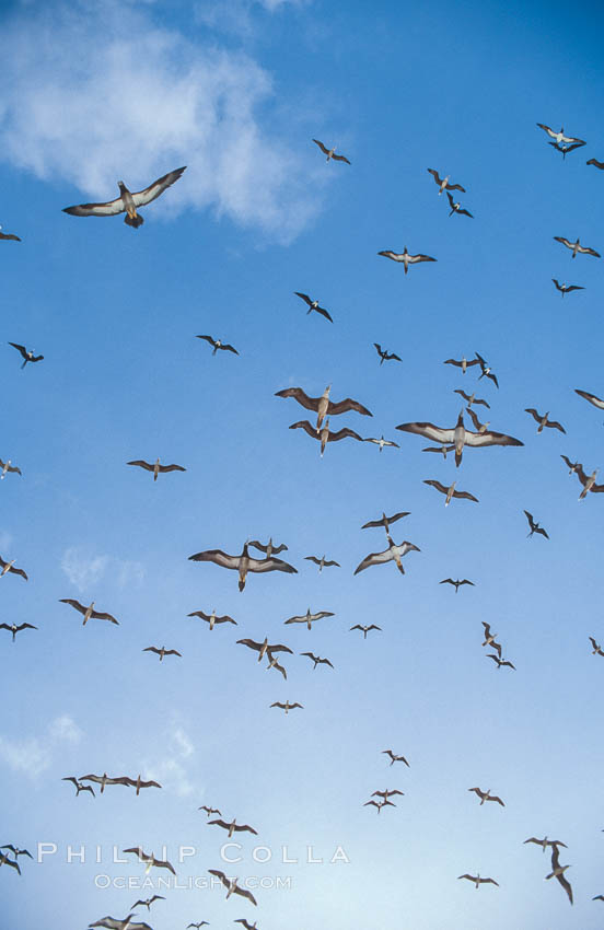 Brown boobies in flight at Rose Atoll. which hosts large numbers of seabirds on the small island. Rose Atoll National Wildlife Sanctuary, American Samoa, USA, natural history stock photograph, photo id 00905