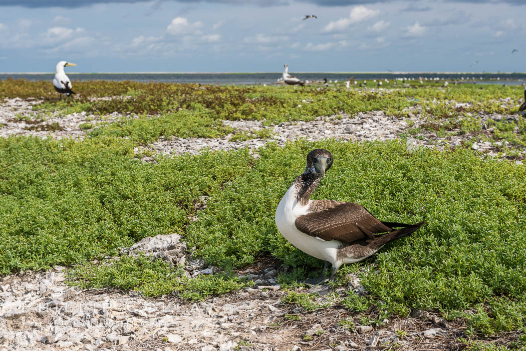 Brown booby, Clipperton island. Clipperton Island, France, Sula leucogaster, natural history stock photograph, photo id 33078