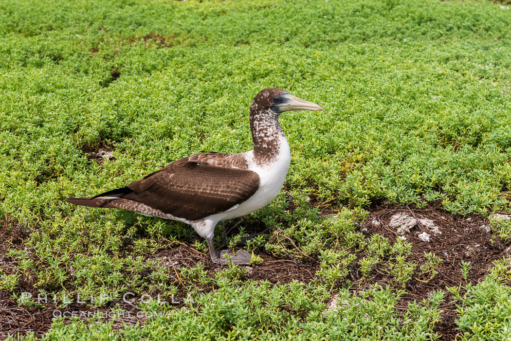 Brown booby, Clipperton island. Clipperton Island, France, Sula leucogaster, natural history stock photograph, photo id 33082