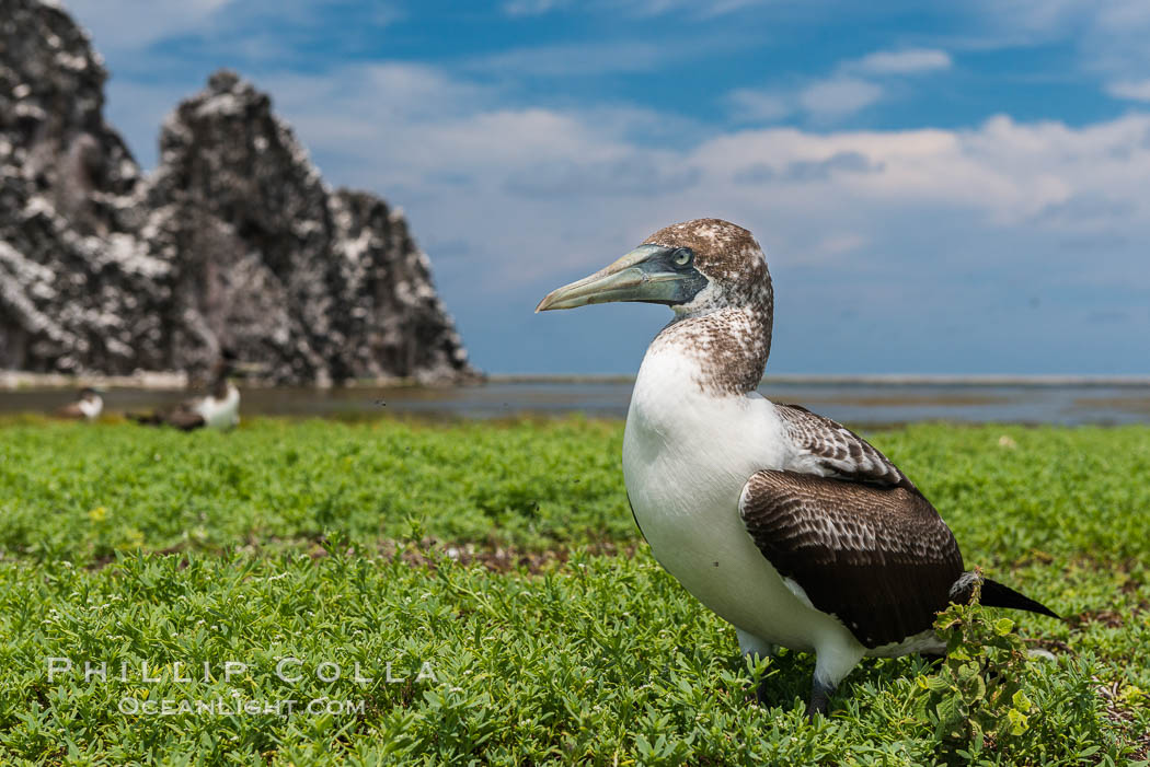 Brown booby, Clipperton island. Clipperton Island, France, Sula leucogaster, natural history stock photograph, photo id 33091
