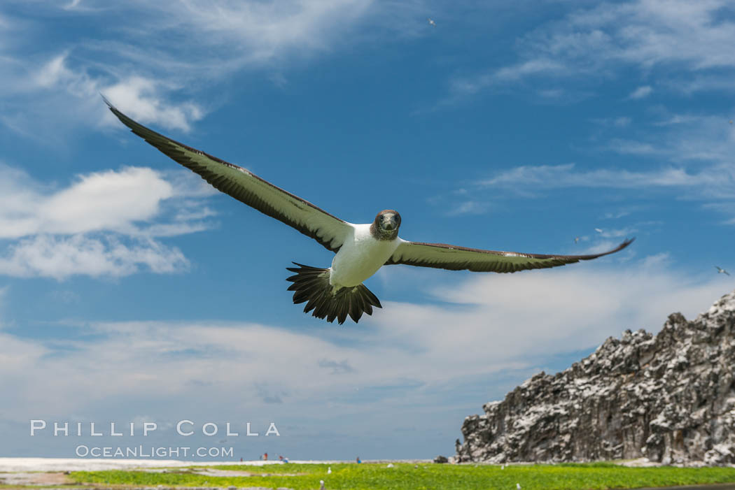 Brown booby, Clipperton island. Clipperton Island, France, Sula leucogaster, natural history stock photograph, photo id 33089