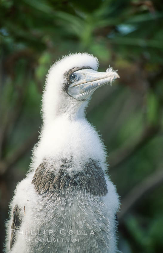 Brown booby, Rose Atoll National Wildlife Refuge, Sula leucogaster. Rose Atoll National Wildlife Sanctuary, American Samoa, USA, natural history stock photograph, photo id 00882