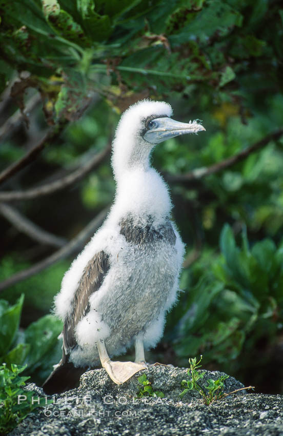 Brown booby, Rose Atoll National Wildlife Refuge, Sula leucogaster. Rose Atoll National Wildlife Sanctuary, American Samoa, USA, natural history stock photograph, photo id 00886