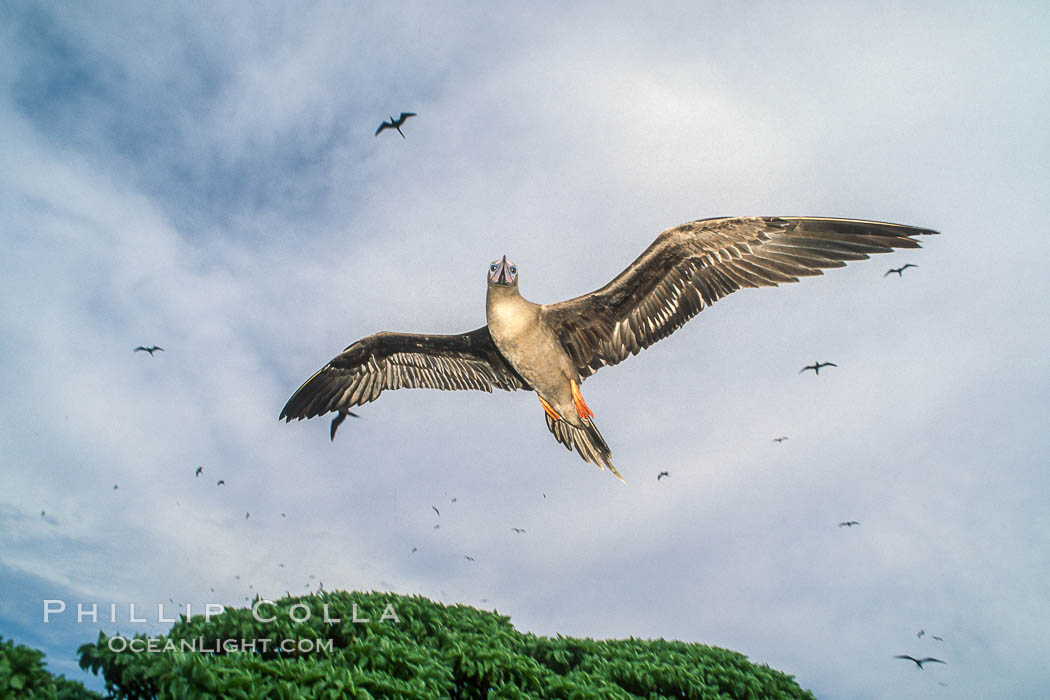 Brown booby, Rose Atoll National Wildlife Refuge, Sula leucogaster. Rose Atoll National Wildlife Sanctuary, American Samoa, USA, natural history stock photograph, photo id 00922