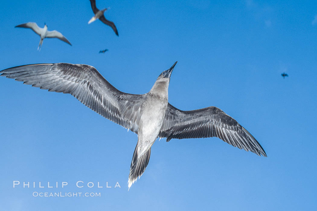 Brown booby, Rose Atoll National Wildlife Refuge, Sula leucogaster. Rose Atoll National Wildlife Sanctuary, American Samoa, USA, natural history stock photograph, photo id 00924