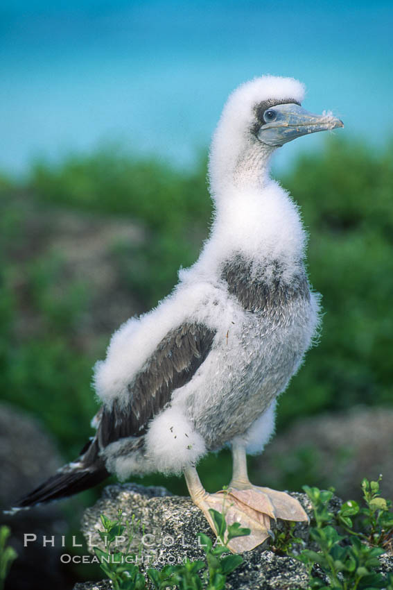 Brown booby, Rose Atoll National Wildlife Refuge, Sula leucogaster. Rose Atoll National Wildlife Sanctuary, American Samoa, USA, natural history stock photograph, photo id 00883