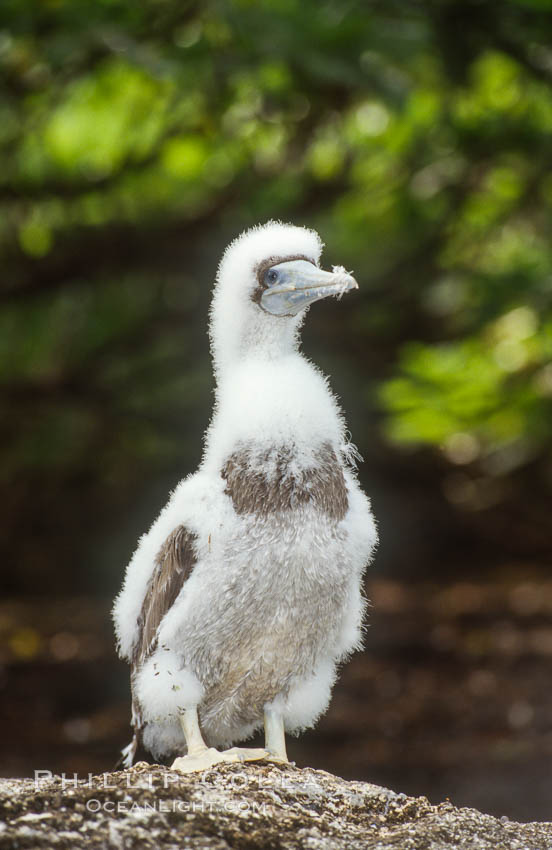 Brown booby, Rose Atoll National Wildlife Refuge, Sula leucogaster. Rose Atoll National Wildlife Sanctuary, American Samoa, USA, natural history stock photograph, photo id 00887